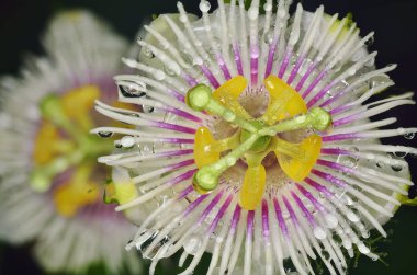 Passiflora foetida çalı tutku bitki.