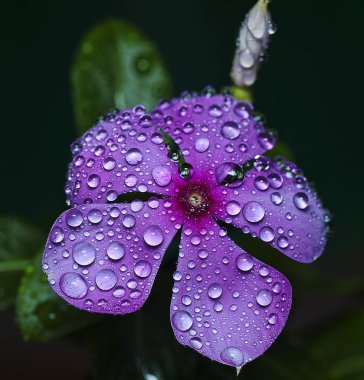 Makro katharantus roseus