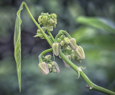 Tapyoka çiçek ve tomurcukları yakın çekim.