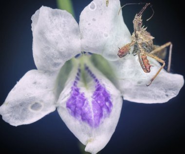 flora üzerinde suikastçı hata yakın çekim