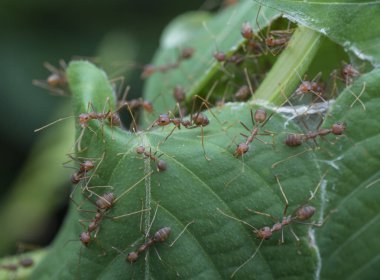 yeşil yaprak kesici karıncayuvası.