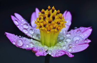 yağmur damlacıkları çim veya çiçek