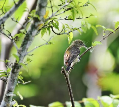Ağaç dalındaki küçük kuş.