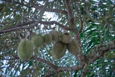durian meyve ağacı arıyor