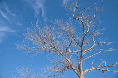 gökyüzü yukarı bakıyor