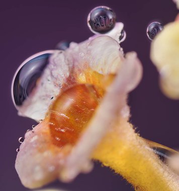 Lantana Camara 'nın minik çiçeğinin üzerindeki su damlası.