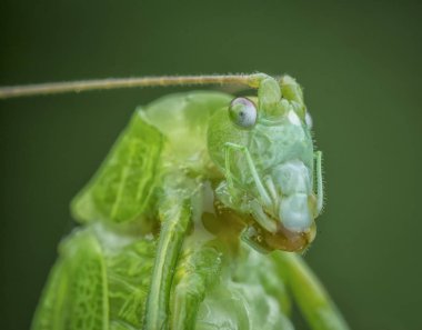 yeşil bir katydid yakın çekim