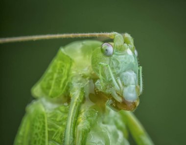 close up shot of a green katydid clipart