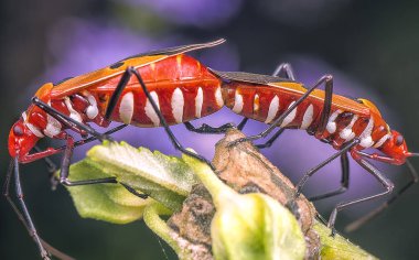 pamuk böcek closeup çekim
