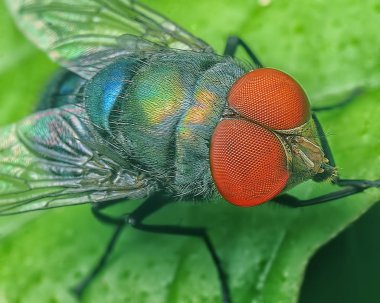 houshold's housefly yakın çekim