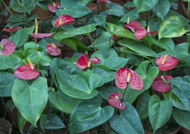 ressamın palet antherium bitki