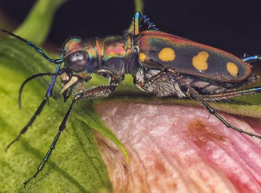 close up shot of tiger beetle clipart