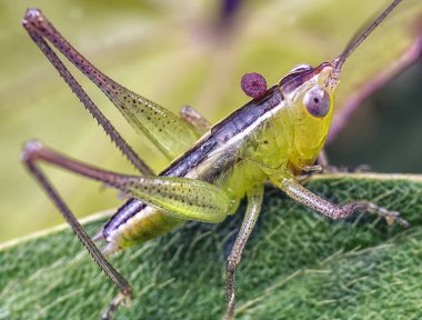 genç yeşil katydid perisi