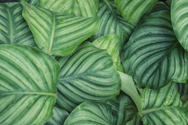 calathea orbifolia yaprak dokusu