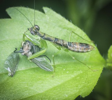 yeşil dua mantis bir av yakaladı