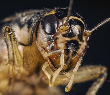 yerli siyah gri kriket