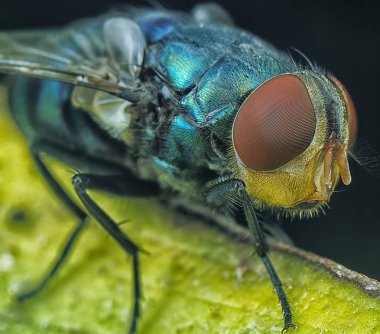 Housefly ile aşırı closeup