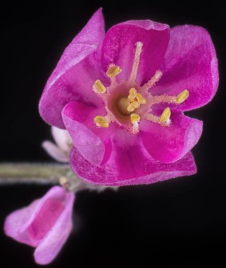 Kanayan kalp asma tek tomurcuk