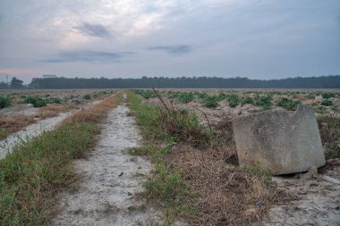 tapyoka çiftliğinin manzara görünümü