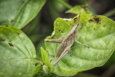 küçük kısa boynuzlu acrida 