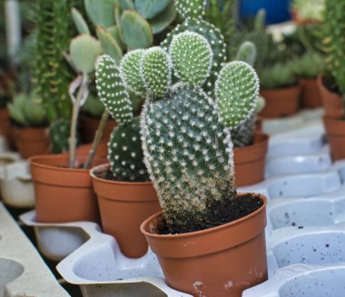 mickey fare kaktüs bitki