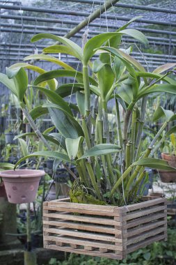 Tüm Orkide bitkiler hakkında