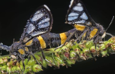 Renkli kaplan güveleri miyon