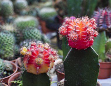 yakut topu kaktüs bitkiler