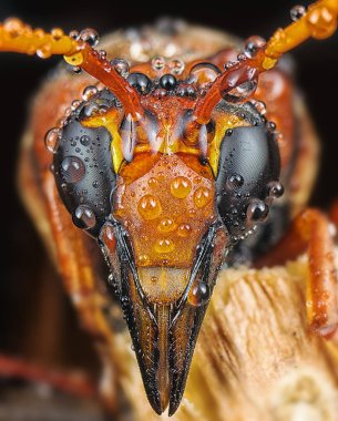 Wasp ile aşırı yakın çekim