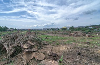 palmiye ağacı kesiliyor ve kesiliyor