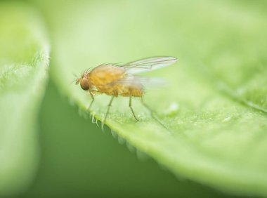 vahşi küçük turuncu sinek