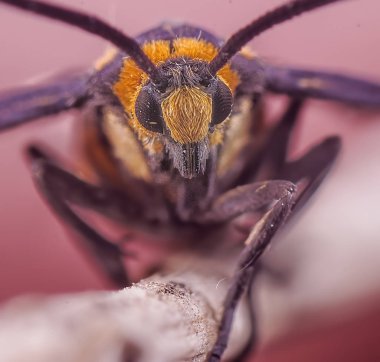 Tek Tiger güvesinin yakın çekim.
