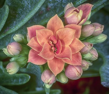 Sarı rosalina kalanchoe çiçeği