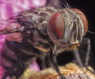 houshold's housefly yakın çekim