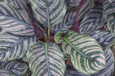Calathea Makoyana yaprak bitkisi