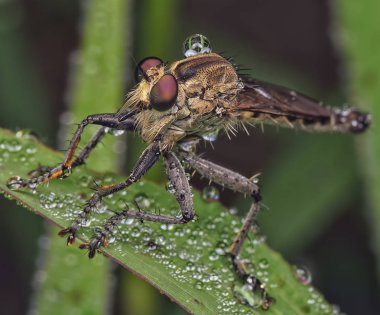 Erken sabah çiy robberfly üzerinde.