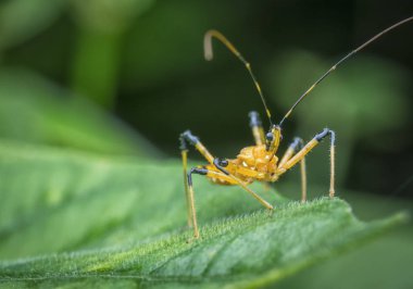 yeşil yaprak üzerinde yürüyen suikastçı böcek