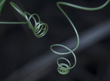 bitki tendrils yakın çekim