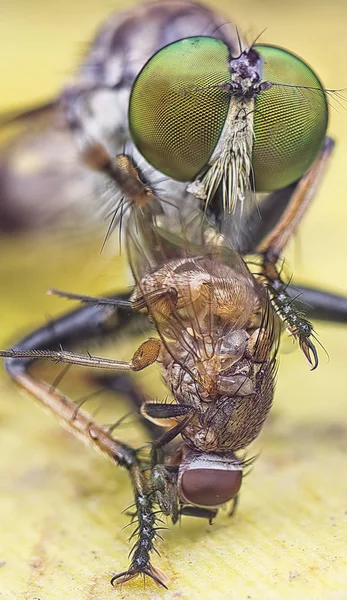 Fechar Com Robberfly — Fotografia de Stock