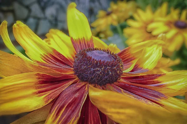 Жовта Квітка Конуса — стокове фото