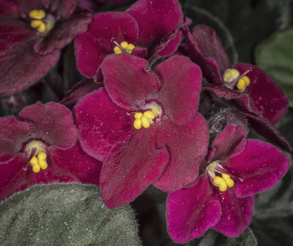 African Violet Flora Flower — Stock Photo, Image