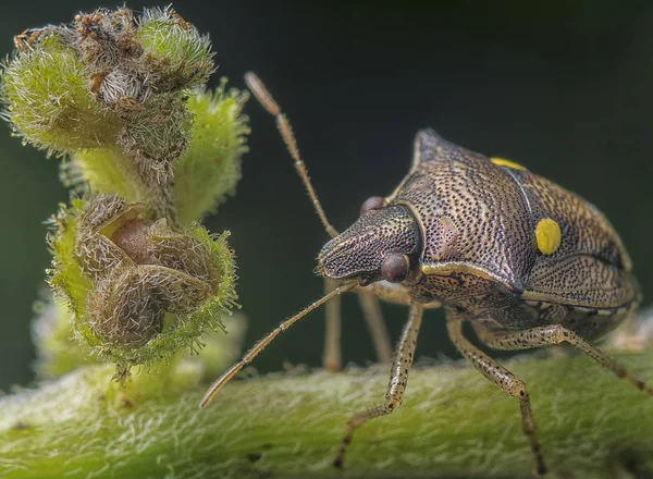 Primo Piano Colpo Scarabeo Scudo — Foto Stock