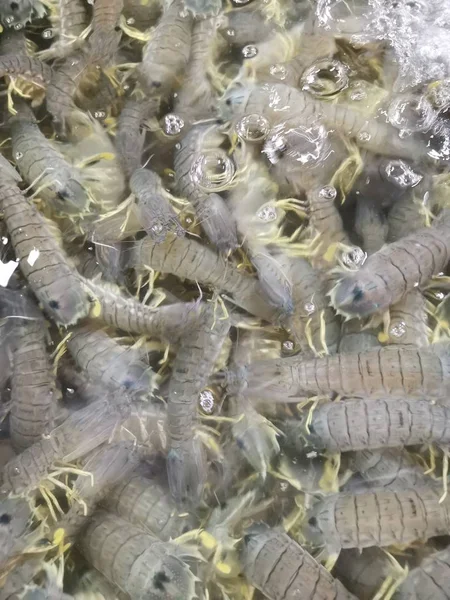 Camarão Mantis Fresco Para Venda — Fotografia de Stock