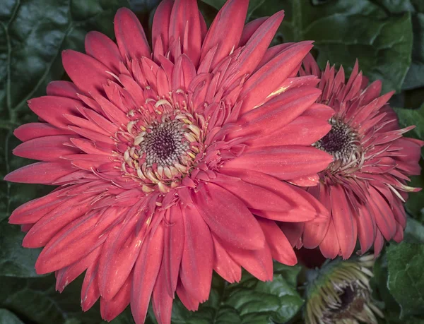Червона Ромашкова Квіткова Рослина — стокове фото