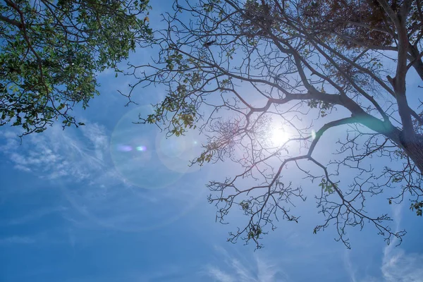 Olhando Para Cima Céu — Fotografia de Stock