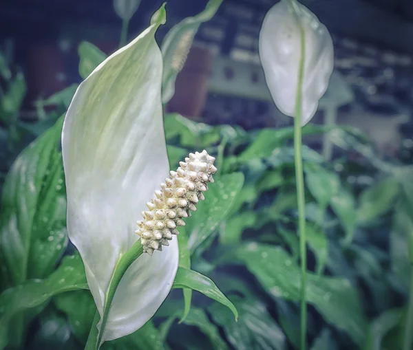 白アンテリウムの花の植物 — ストック写真