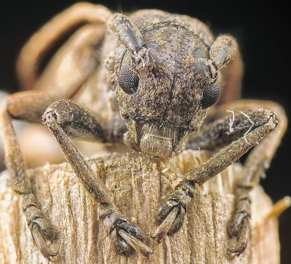 Closeup Brown Longhorn Beetle — Stock Photo, Image