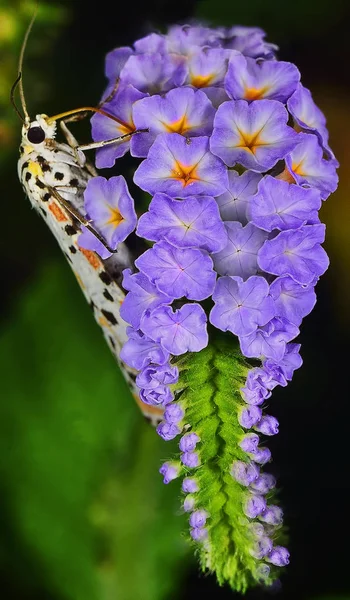 Caterpillar Aime Fleur Mauvaise Herbe Bouclée — Photo