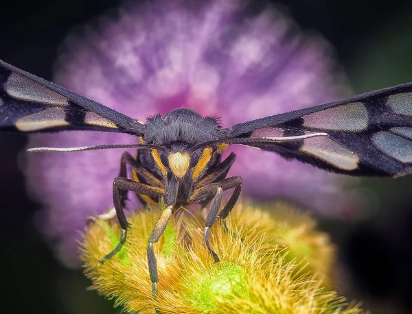 Tváří Tvář Zahradní Tygří Můra — Stock fotografie