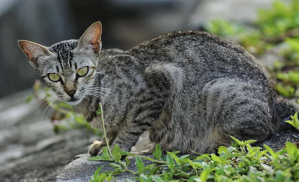 stray cat stare back at the street